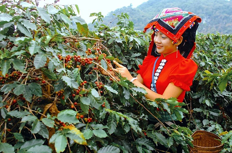 A H'Mông farmer hand-picking ripe coffee cherries on a hillside in Mai Sơn, Sơn La