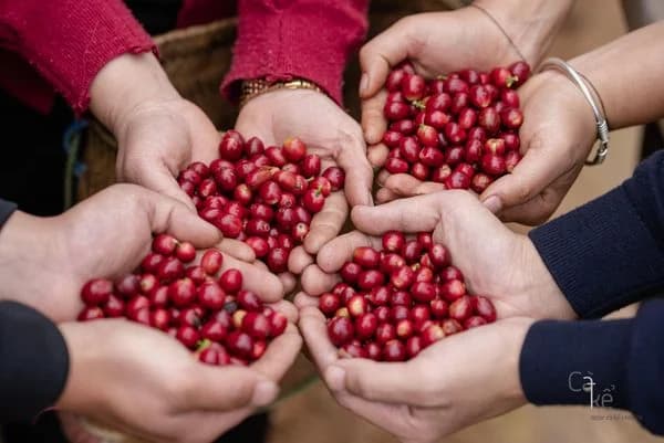Freshly picked coffee cherries held in the hands of Maison's farmer partners in Sơn La, Vietnam