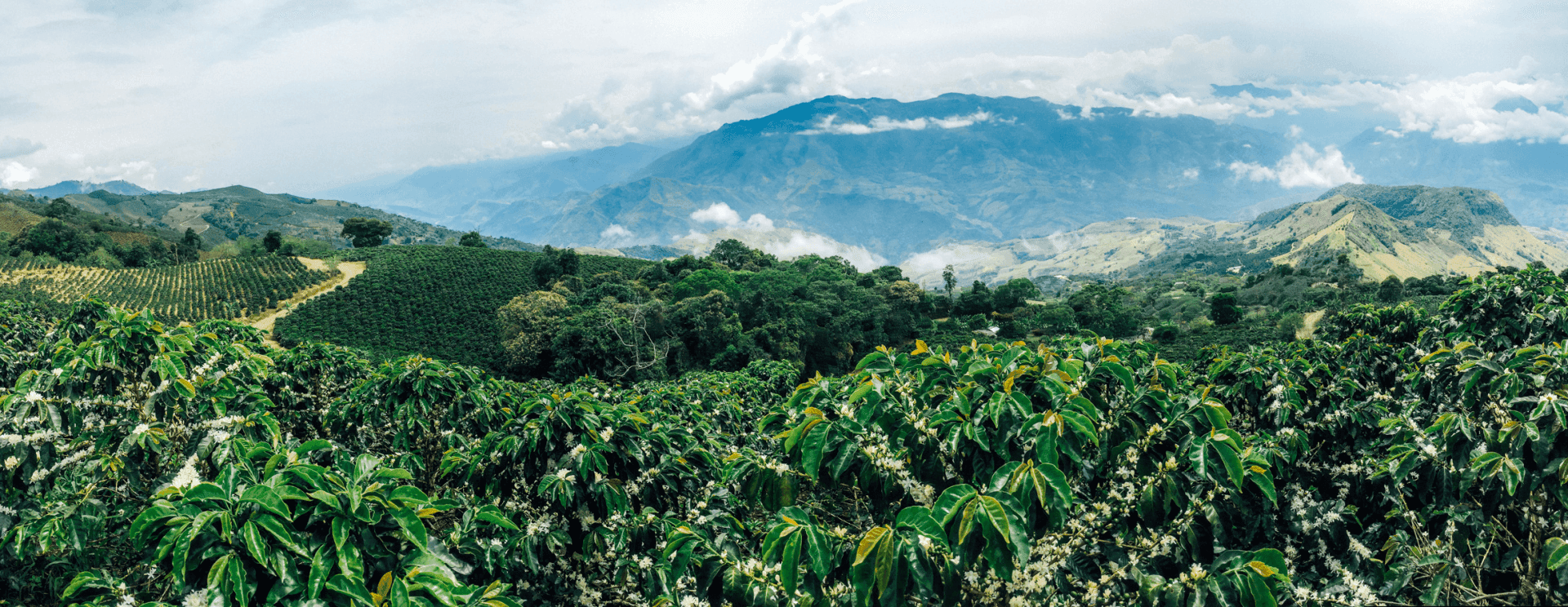 Terraced Arabica coffee farm on a misty highland slope in Mai Sơn, Sơn La